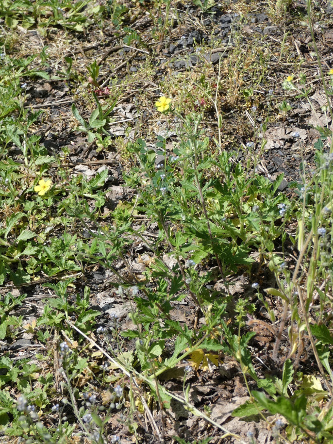 Potentilla 31  mai23(2).jpg