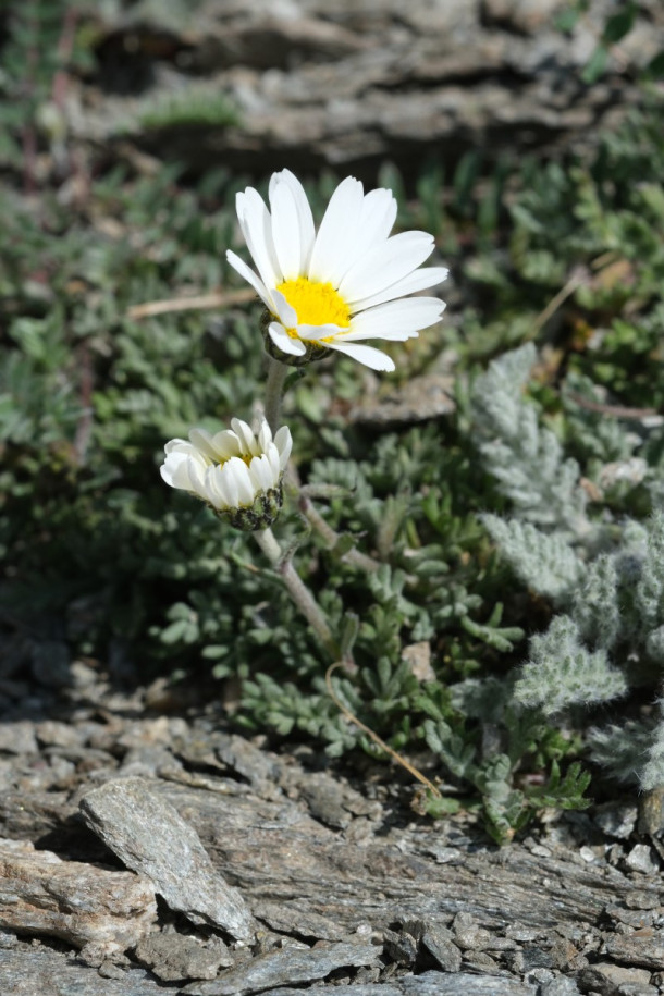 DSCF5873_Leucanthemopsis_alpina.jpg