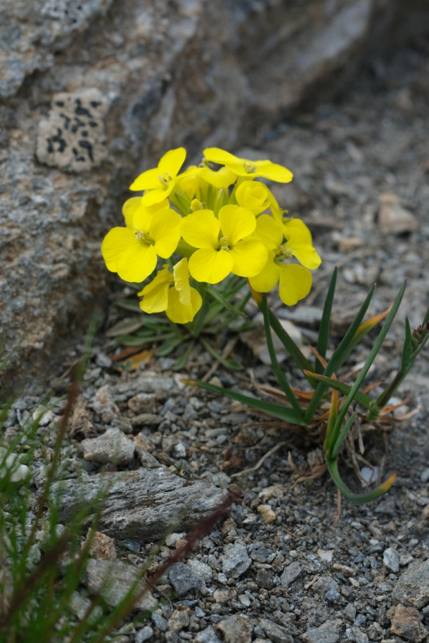 DSCF5913_Erysimum_jugicola.jpg