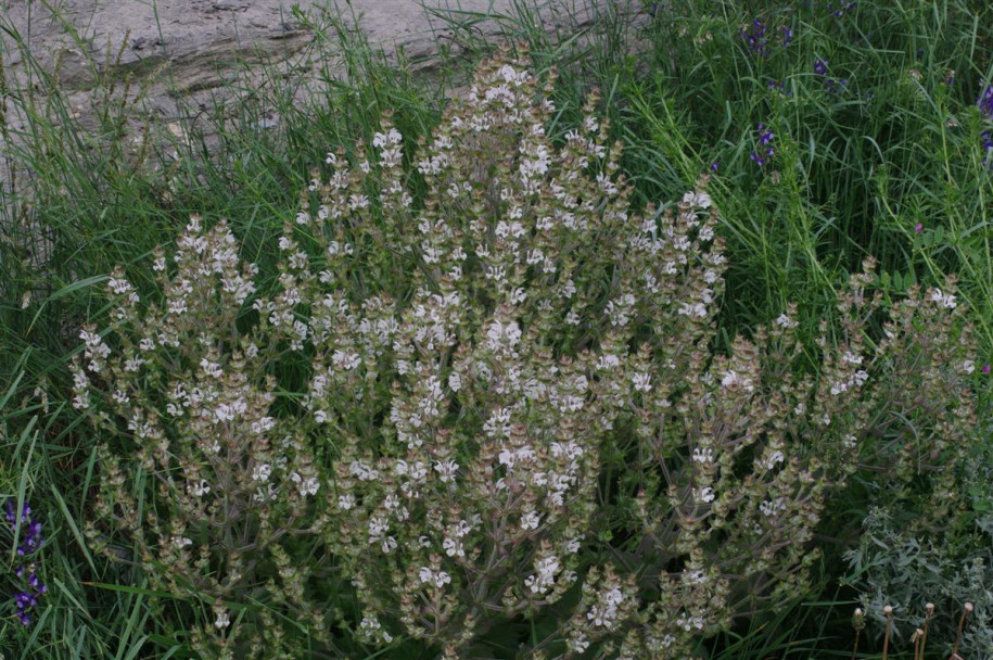 Salvia aethiopis