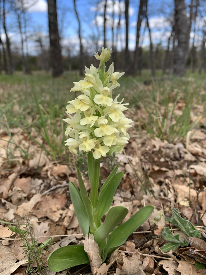 Dactylorhiza sambucina