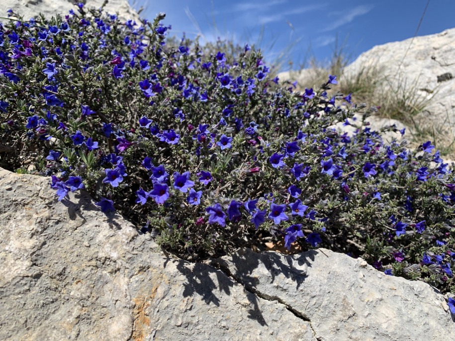 Lithodora fruticosa.jpg