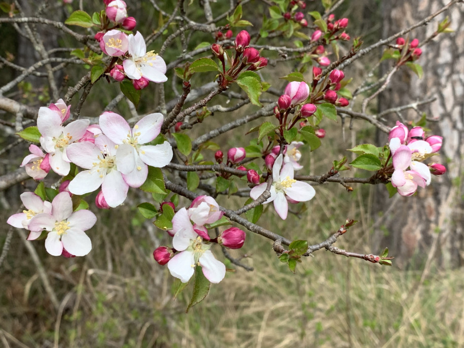 Malus sylvestris