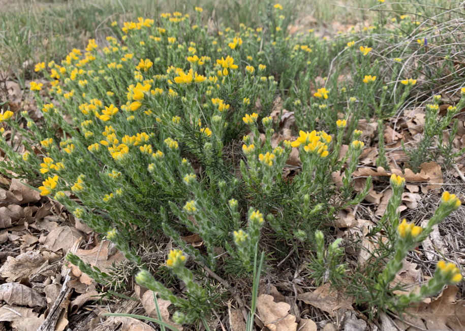 Genista hispanica