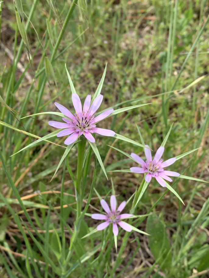 Geropogon hybridus