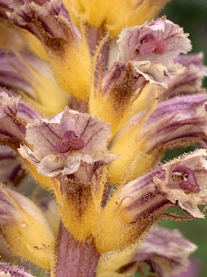 Orobanche minor