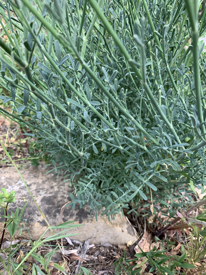 Coronilla juncea