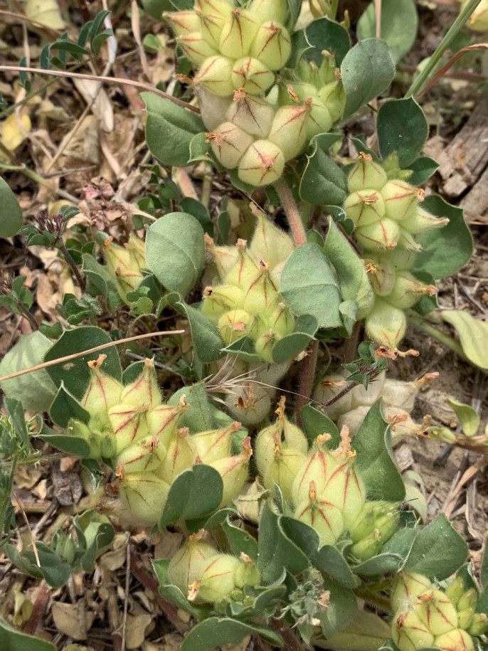 Tripodion tetraphyllum