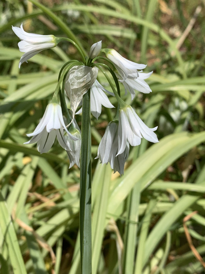 Allium triquetrum