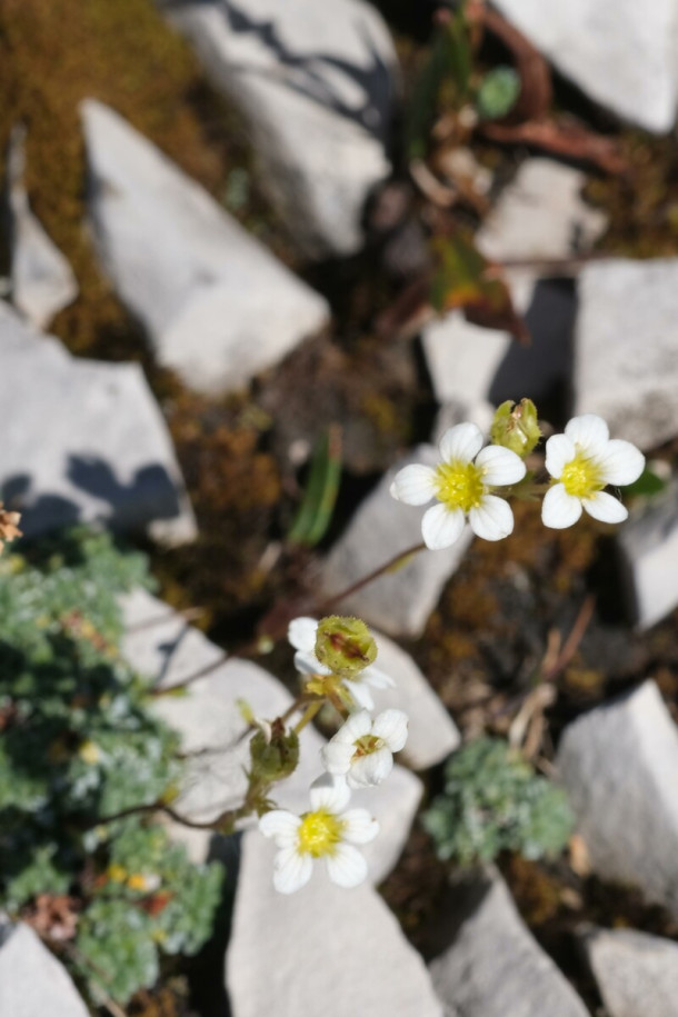 DSCF0814_Saxifraga_caesia.jpg