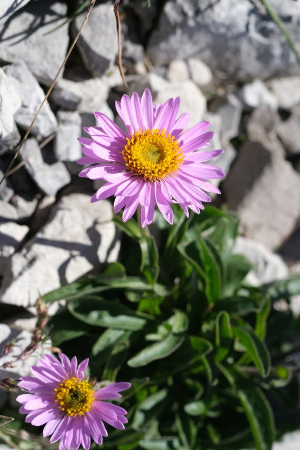 DSCF0889_Aster_alpinus.jpg