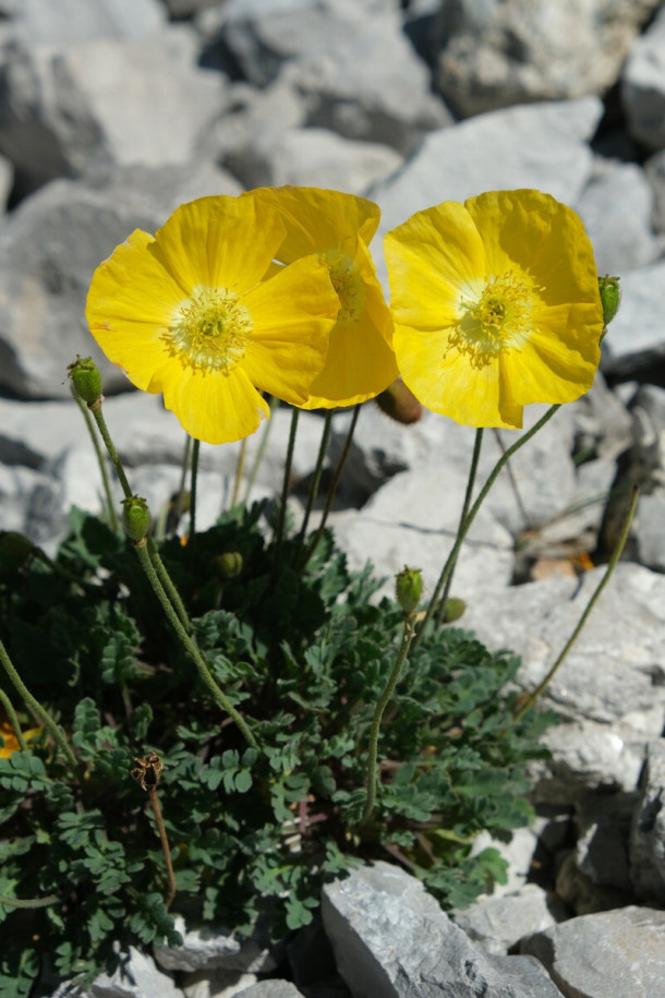 DSCF0908_Papaver_alpinum.jpg