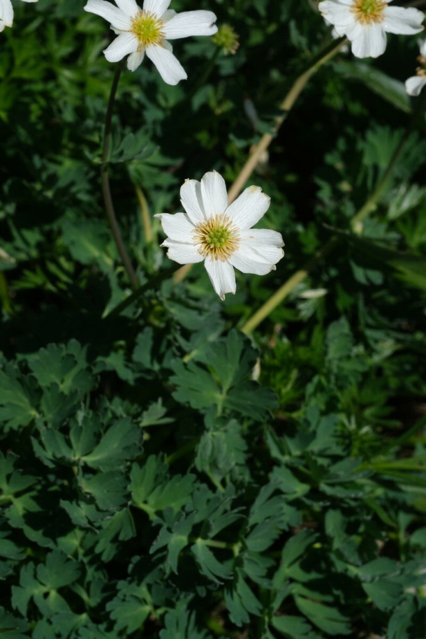 DSCF0978_Callianthemum_coriandrifolium.jpg