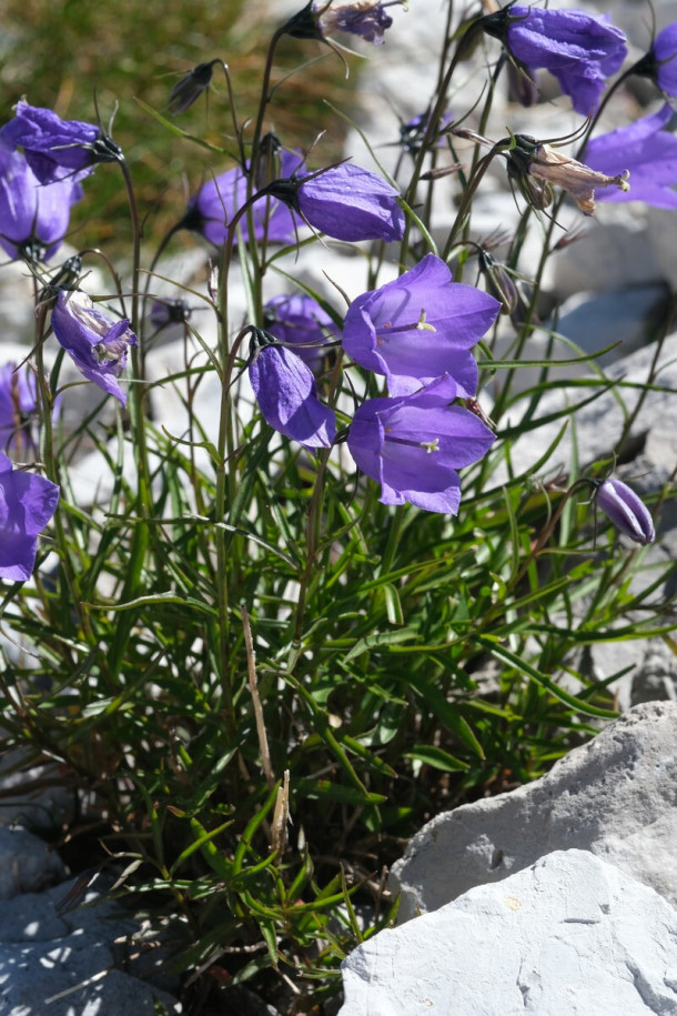 DSCF0901_Campanula_scheuchzeri.jpg