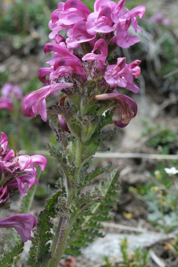 DSCF6050_Pedicularis_gyroflexa_forum.jpg