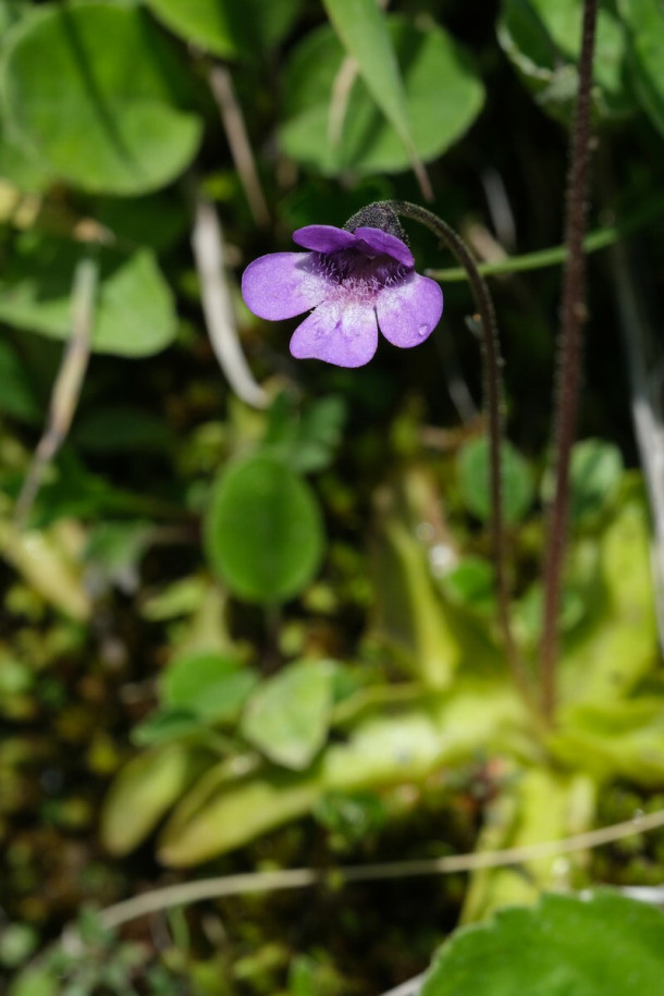 DSCF6068_Pinguicula_vulgaris_forum.jpg