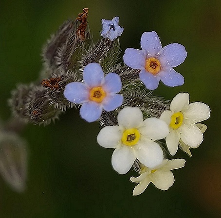 Myosotis discolor