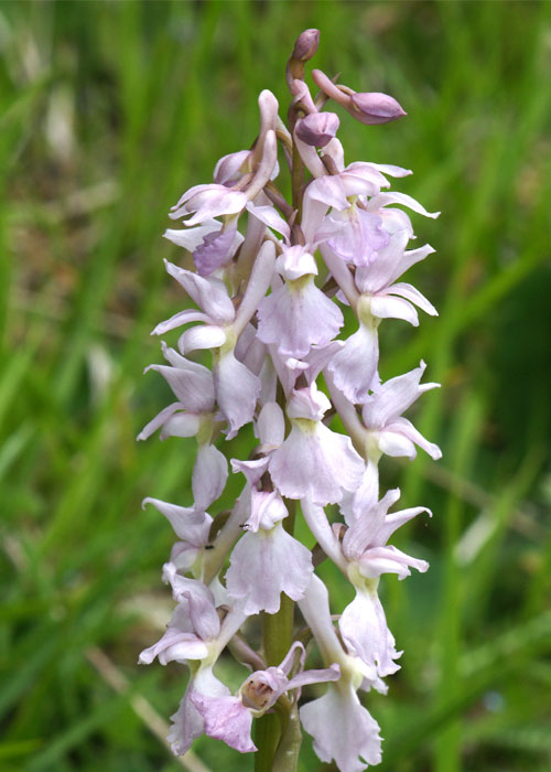 Orchis mascula2.jpg