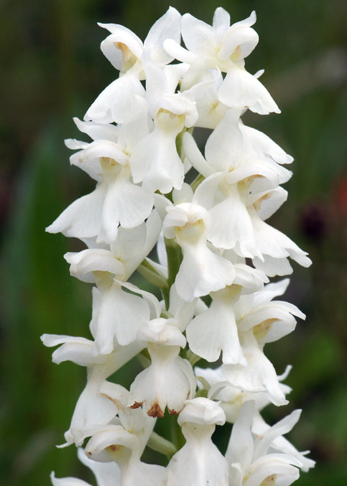 Orchis mascula3.jpg