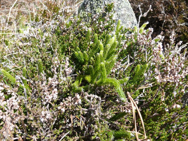 lycopodium innondatum.jpg