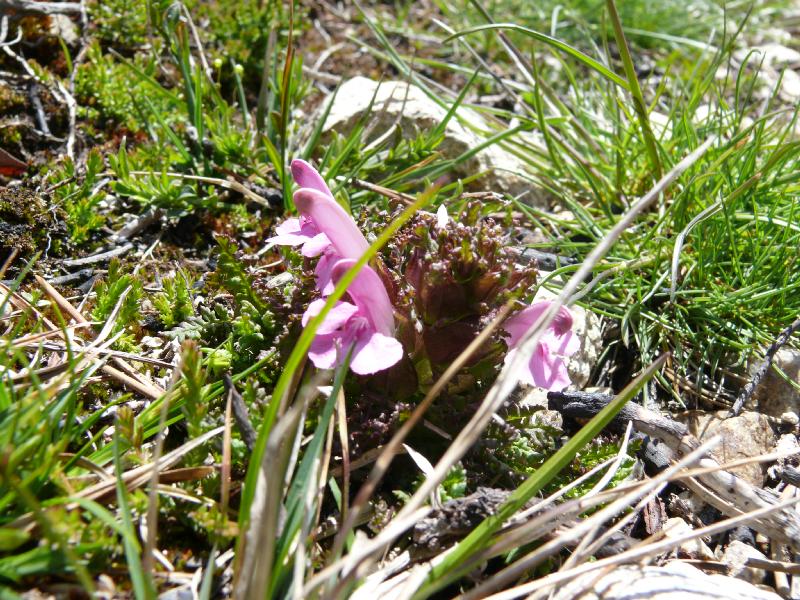 pedicularis mixta.jpg