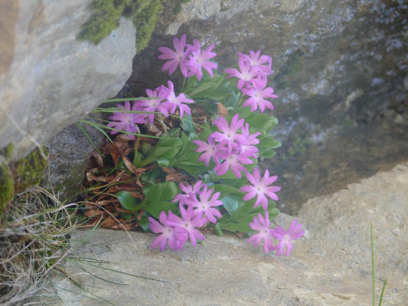 primula integrifolia.jpg