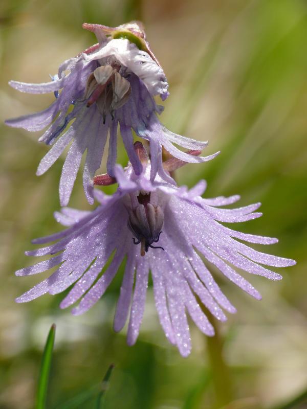 soldanella alpina.jpg