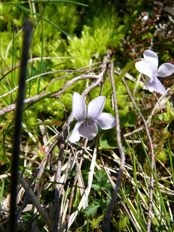 viola palustris subs palustris.jpg