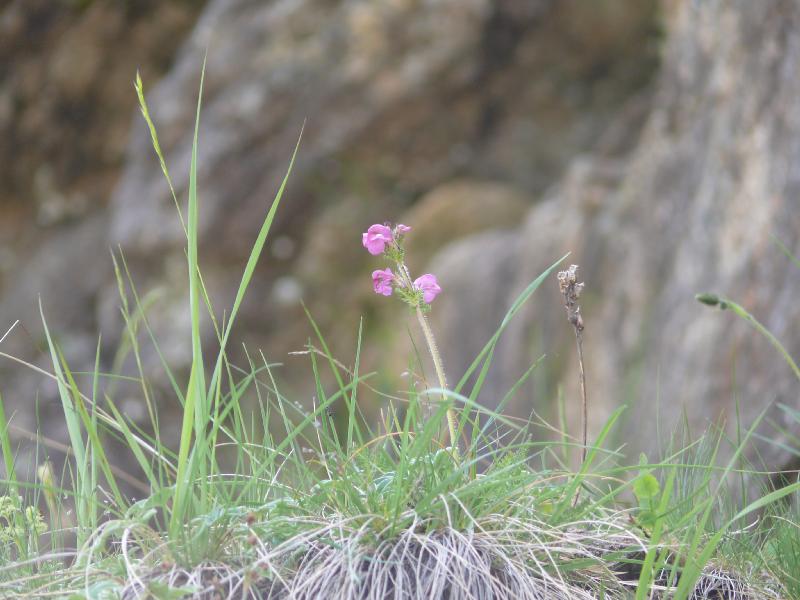 pedicularis.jpg