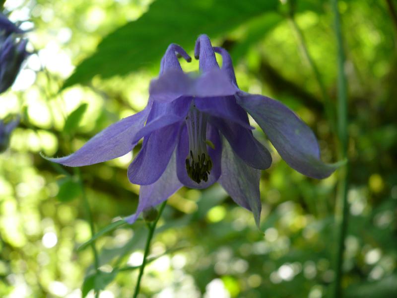 aquilegia.jpg