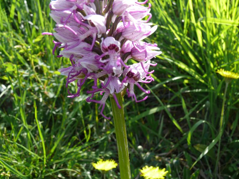 orchis simia.jpg