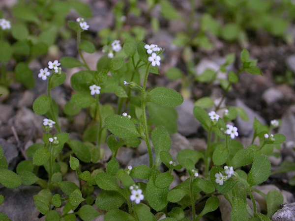 Myosotis speluncicola.jpg