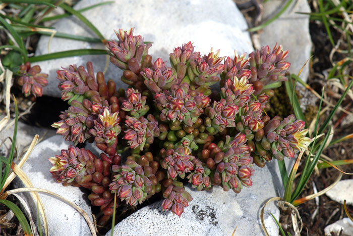 Sedum-atratum-2260-(1).jpg