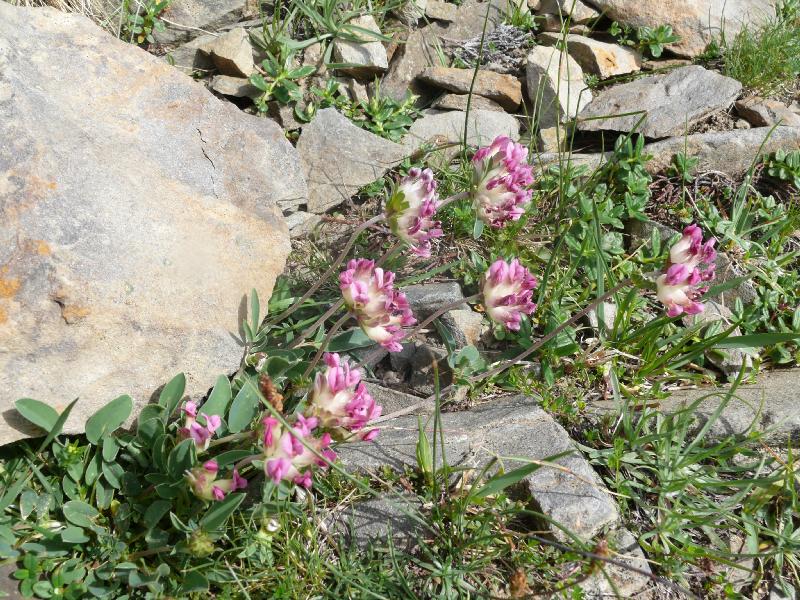 anthyllis vulneraria subsp boscii.jpg