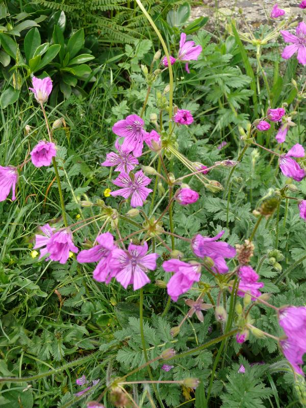 erodium manescavii.jpg