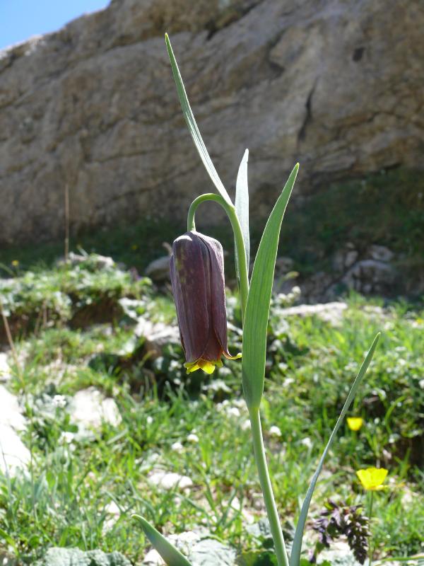 fritilliara pyrenaica.jpg