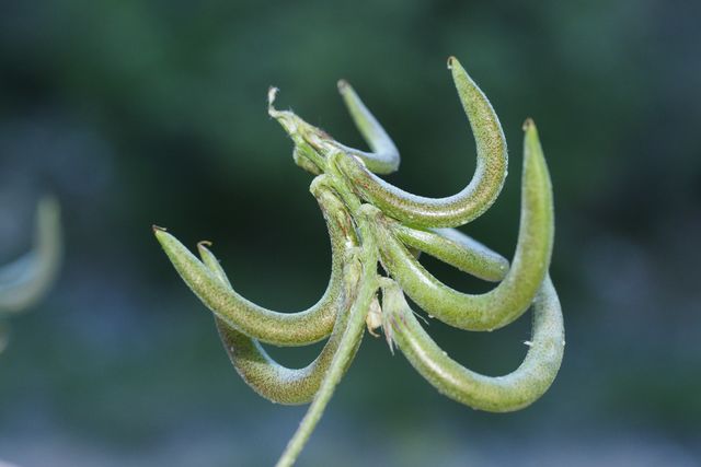 Astragalus hamosus (8).JPG