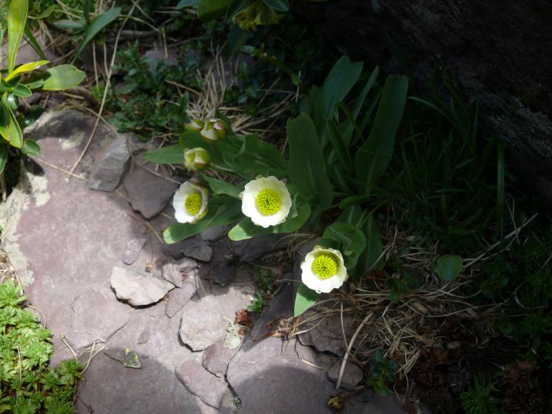 ranunculus amplexicaulis.jpg