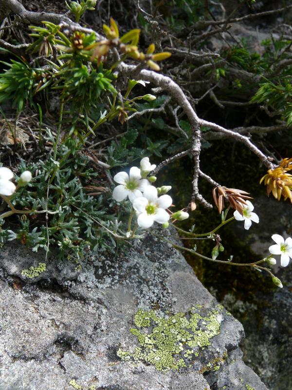 saxifraga intricata.jpg