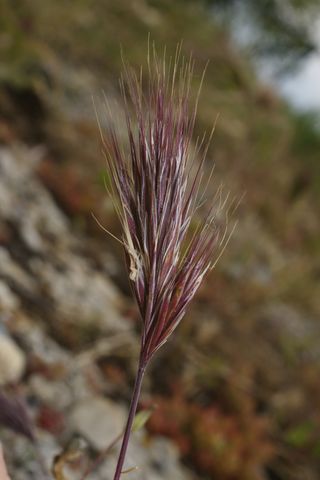 Bromus rubens