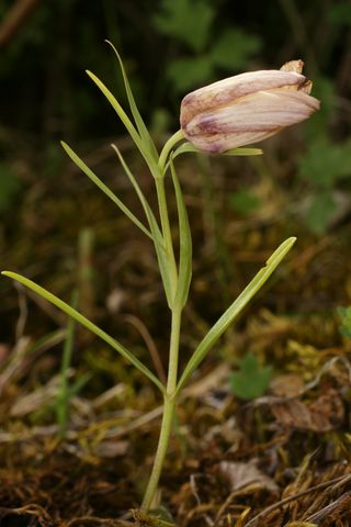 Fritillaria involucrata (3).JPG