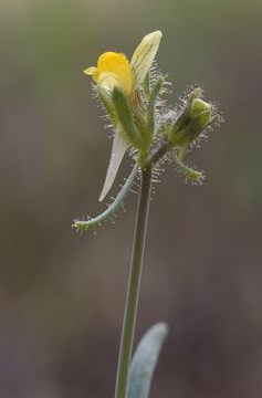 Linaria simplex (4).JPG