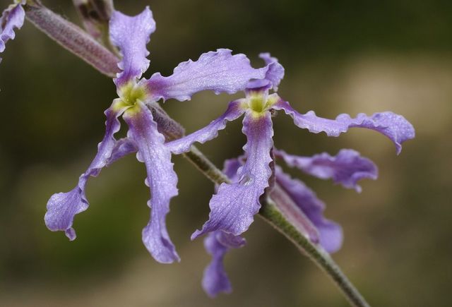 Matthiola fruticulosa (13).JPG