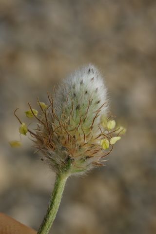 Plantago lagopus.JPG