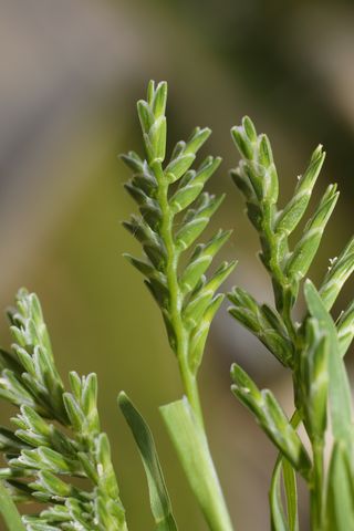 Sclerochloa dura.JPG