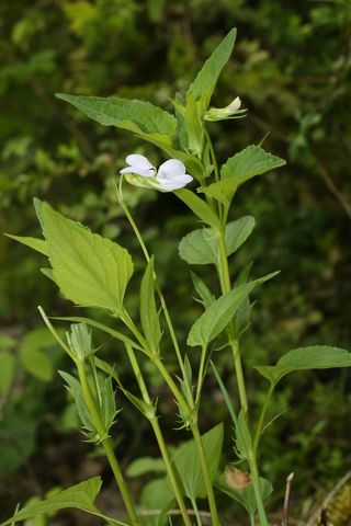 Viola jordanii.JPG