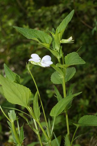 Viola jordanii (15).JPG