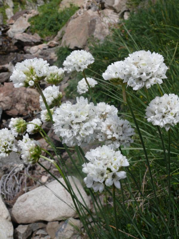 armeria pubivernis.jpg