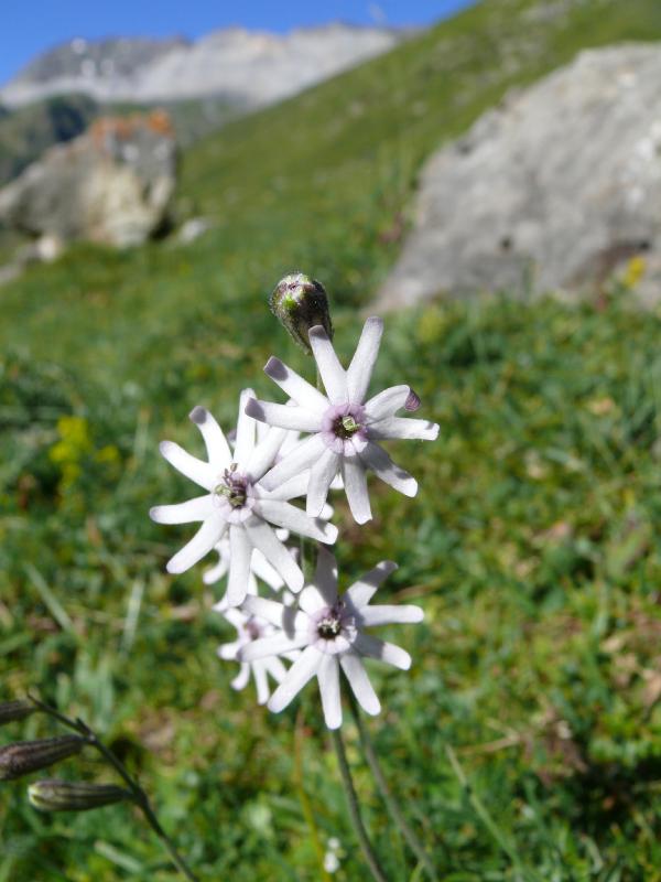 silene ciliata.jpg