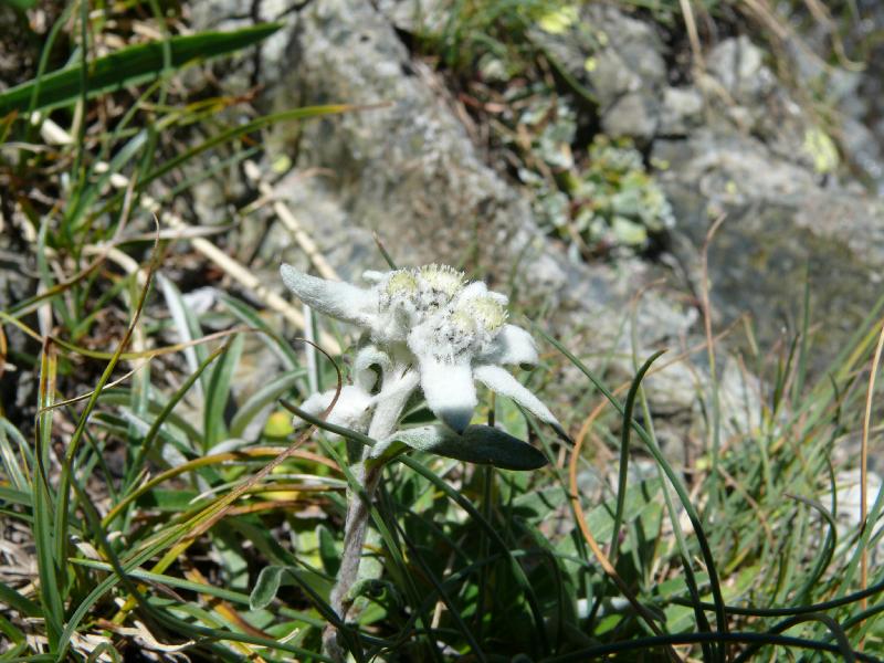 leontopodium alpinum.jpg
